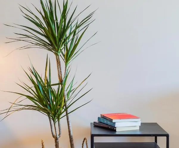 Boavista Garden Apartment